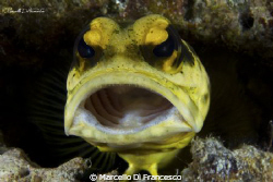 Jaw fish by Marcello Di Francesco 